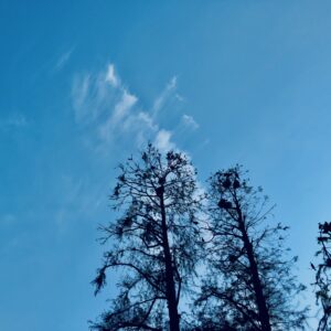 井の頭公園,三鷹,吉祥寺,池,公園,井の頭恩賜公園,
