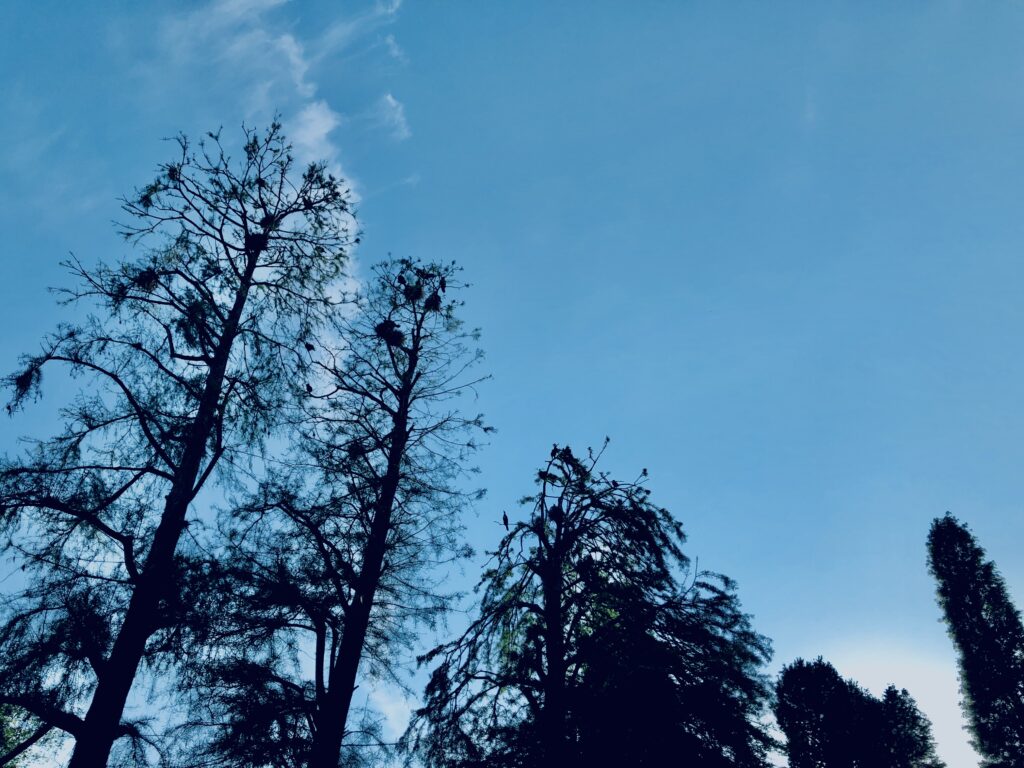 井の頭公園,三鷹,吉祥寺,池,公園,井の頭恩賜公園,