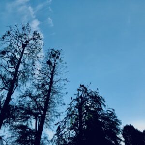 井の頭公園,三鷹,吉祥寺,池,公園,井の頭恩賜公園,