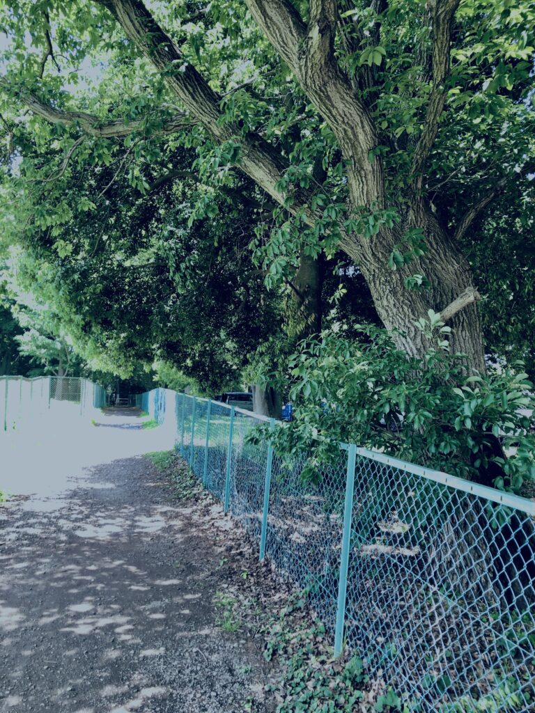 田舎道,砂利道,裏道,街角,林,木,自然,