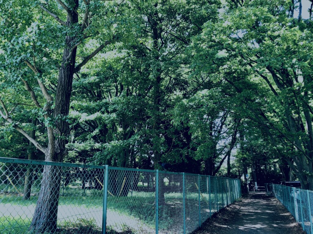 田舎道,砂利道,裏道,街角,林,木,自然,