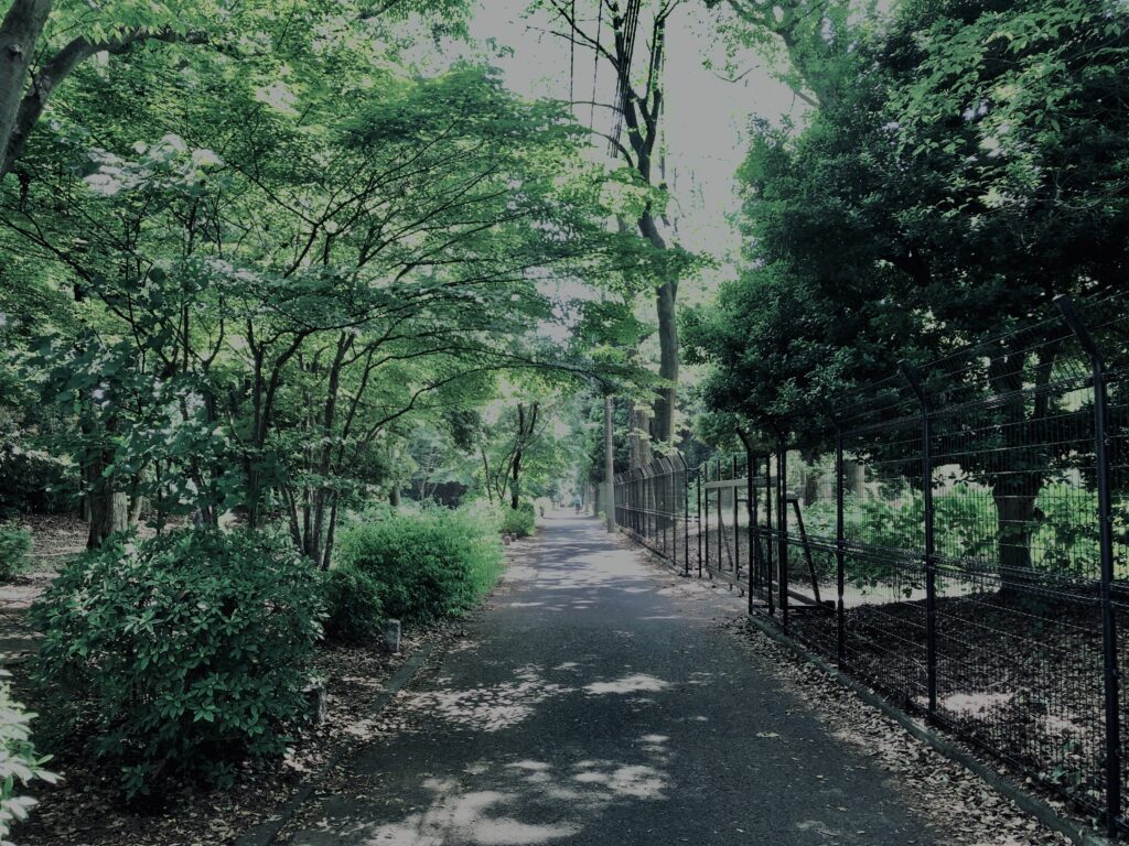 田舎道,砂利道,裏道,街角,林,木,自然,