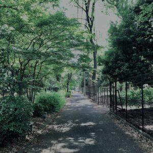 田舎道,砂利道,裏道,街角,林,木,自然,