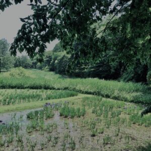 神代,水生植物,植物,自然,公園,深大寺,緑,