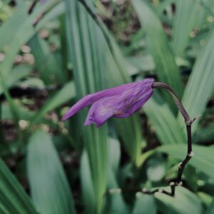 シラン,神代,水生植物,植物,自然,公園,深大寺,緑,