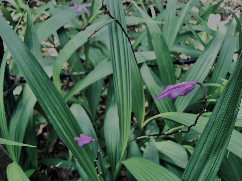 シラン,神代,水生植物,植物,自然,公園,深大寺,緑,