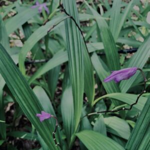 シラン,神代,水生植物,植物,自然,公園,深大寺,緑,