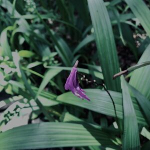 シラン,神代,水生植物,植物,自然,公園,深大寺,緑,