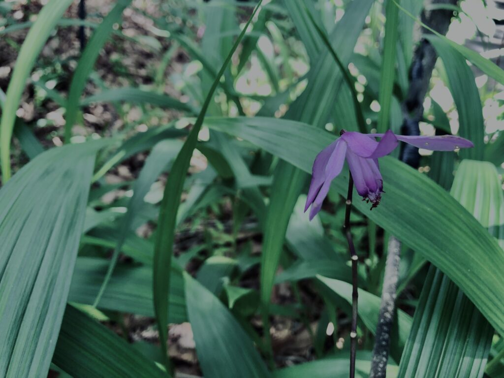 シラン,神代,水生植物,植物,自然,公園,深大寺,緑,