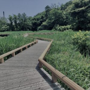 草,神代,水生植物,植物,自然,公園,深大寺,緑,