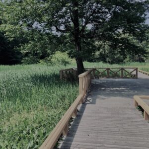 草,神代,水生植物,植物,自然,公園,深大寺,緑,