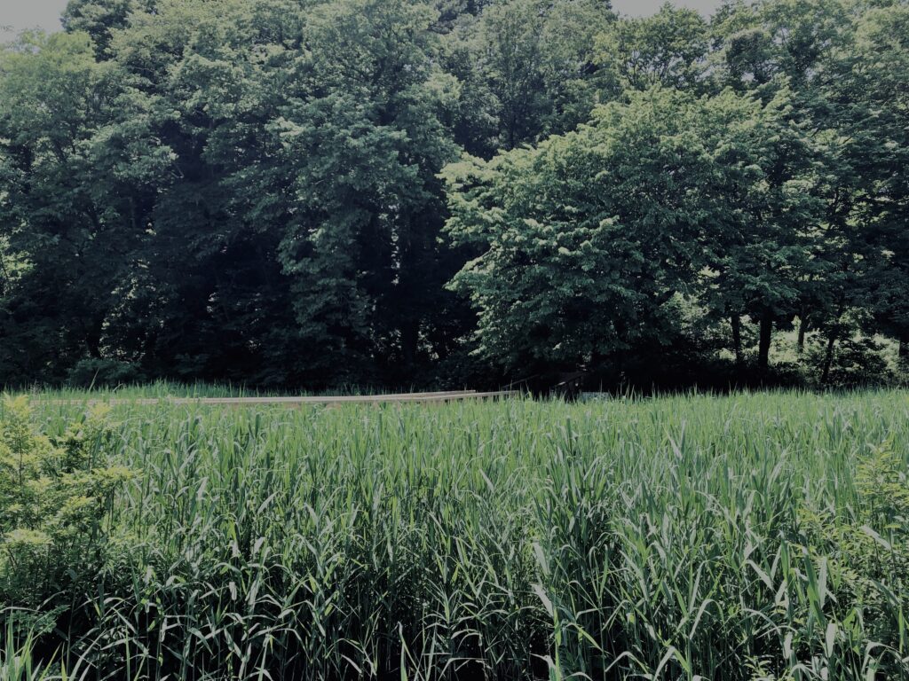 草,神代,水生植物,植物,自然,公園,深大寺,緑,
