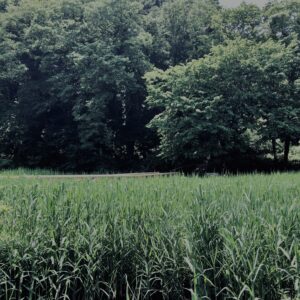 草,神代,水生植物,植物,自然,公園,深大寺,緑,
