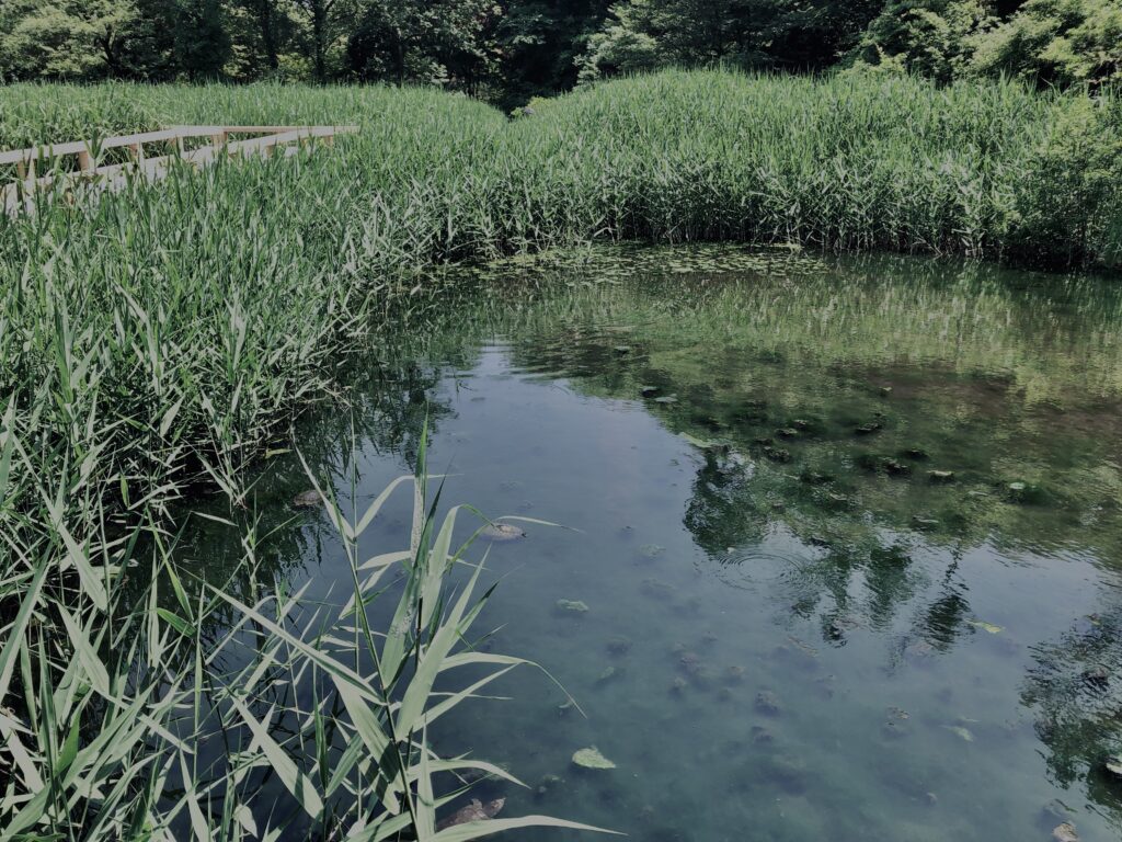草,神代,水生植物,植物,自然,公園,深大寺,緑,