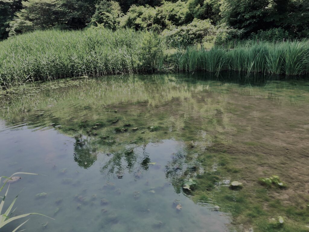 草,神代,水生植物,植物,自然,公園,深大寺,緑,