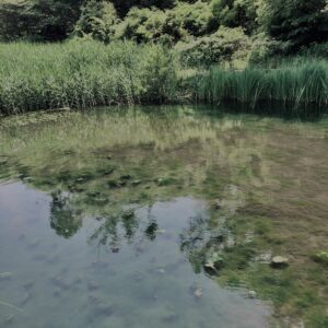 草,神代,水生植物,植物,自然,公園,深大寺,緑,