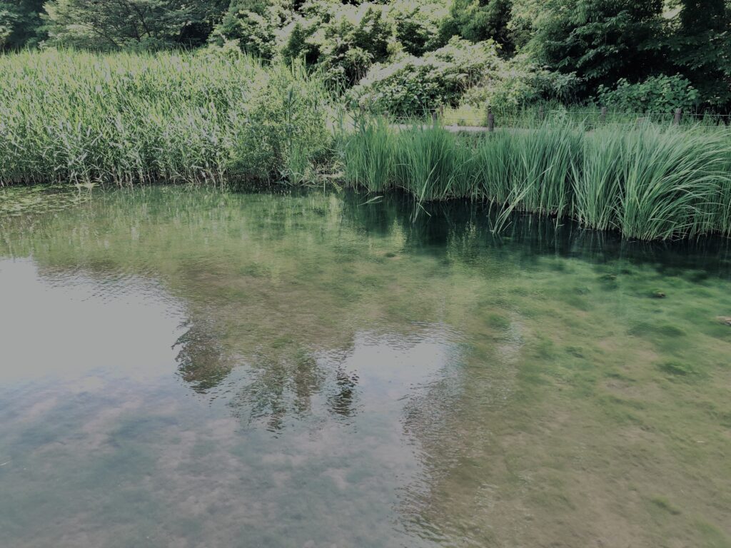 草,神代,水生植物,植物,自然,公園,深大寺,緑,