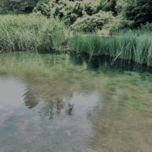 草,神代,水生植物,植物,自然,公園,深大寺,緑,