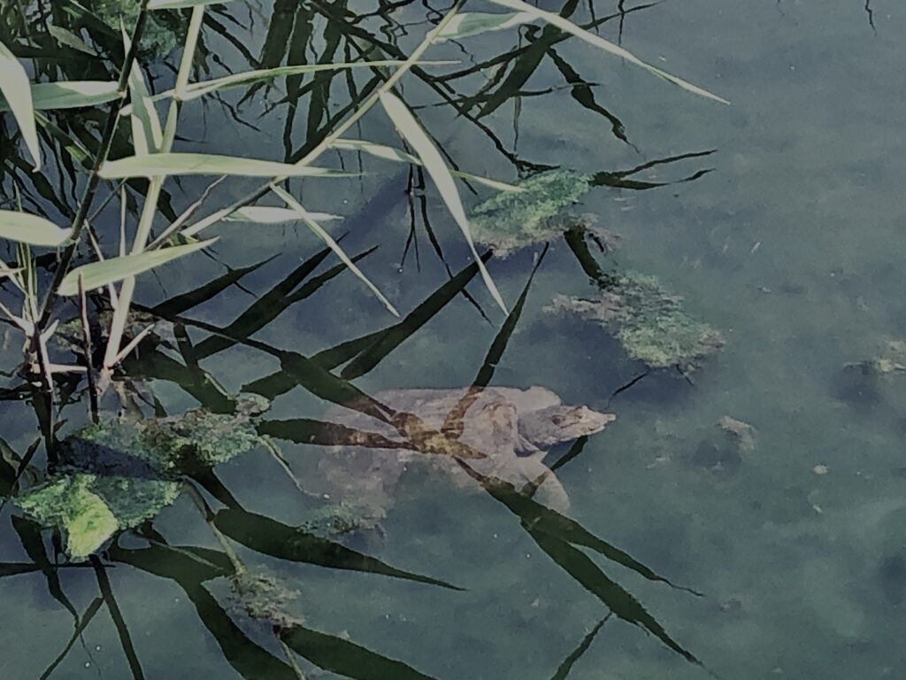 草,神代,水生植物,植物,自然,公園,深大寺,緑,