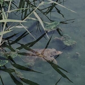 草,神代,水生植物,植物,自然,公園,深大寺,緑,