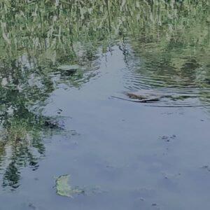 草,神代,水生植物,植物,自然,公園,深大寺,緑,