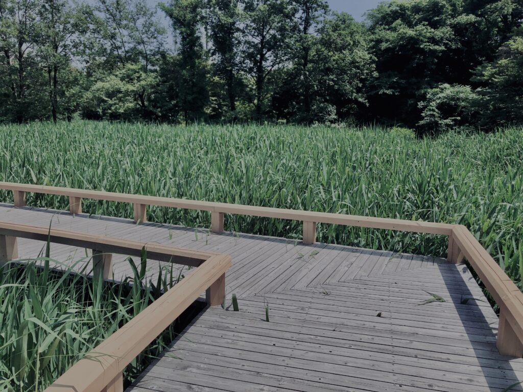 草,神代,水生植物,植物,自然,公園,深大寺,緑,