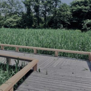 草,神代,水生植物,植物,自然,公園,深大寺,緑,