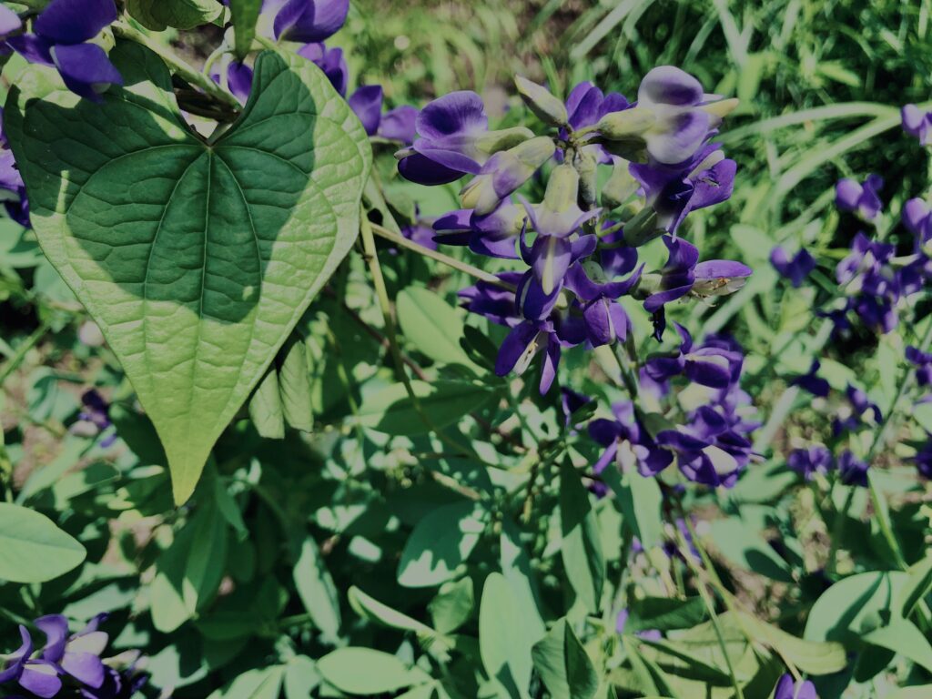 ムラサキセンダイハギ,草,神代,水生植物,植物,自然,公園,深大寺,緑,
