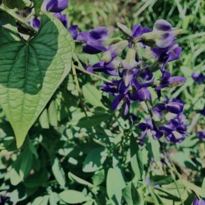 ムラサキセンダイハギ,草,神代,水生植物,植物,自然,公園,深大寺,緑,