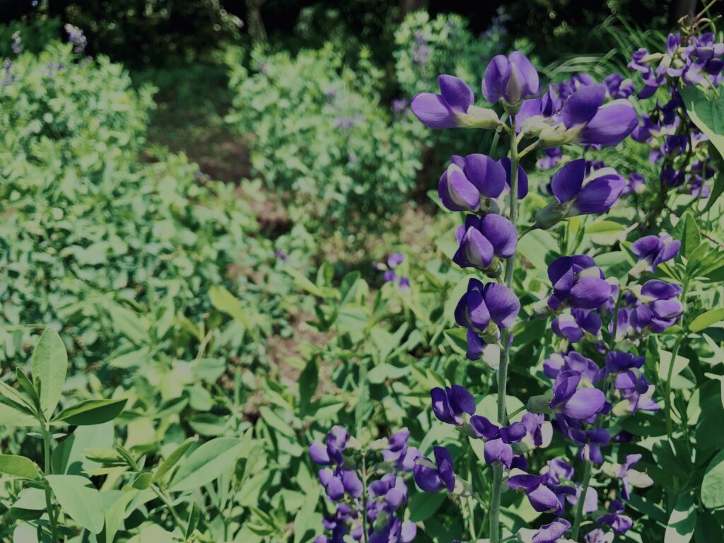 ムラサキセンダイハギ,草,神代,水生植物,植物,自然,公園,深大寺,緑,