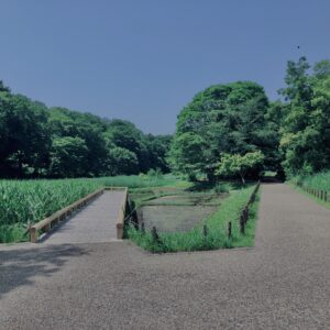 草,神代,水生植物,植物,自然,公園,深大寺,緑,