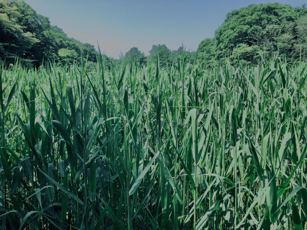 草,神代,水生植物,植物,自然,公園,深大寺,緑,