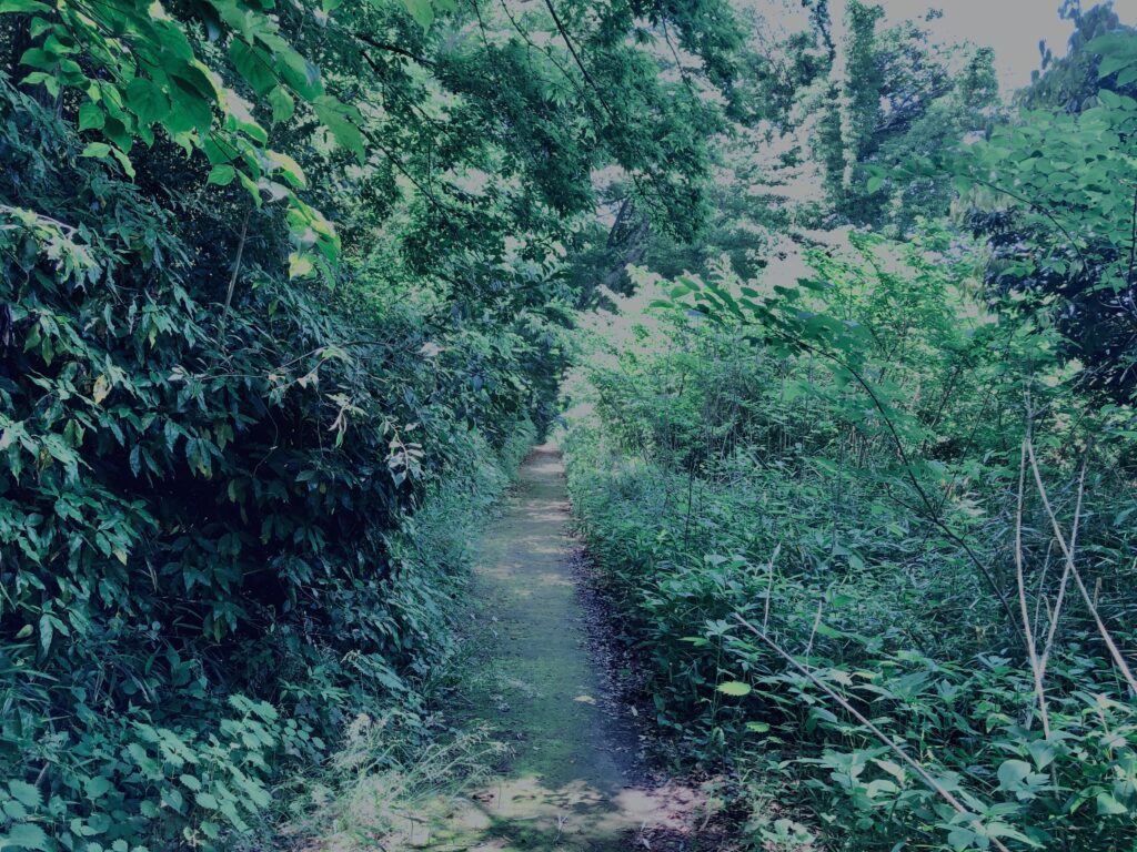 草,神代,水生植物,植物,自然,公園,深大寺,緑,