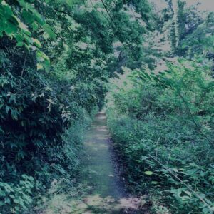草,神代,水生植物,植物,自然,公園,深大寺,緑,