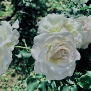 バラ,花,ローズ,ガーデンローズ,植物,庭,ガーデニング,