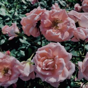 バラ,花,ローズ,ガーデンローズ,植物,庭,ガーデニング,