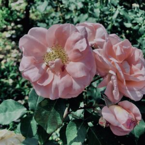 バラ,花,ローズ,ガーデンローズ,植物,庭,ガーデニング,