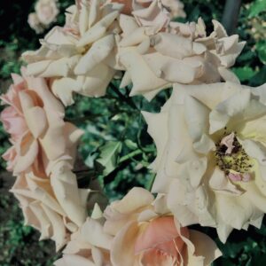 バラ,花,ローズ,ガーデンローズ,植物,庭,ガーデニング,