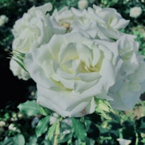 バラ,花,ローズ,ガーデンローズ,植物,庭,ガーデニング,