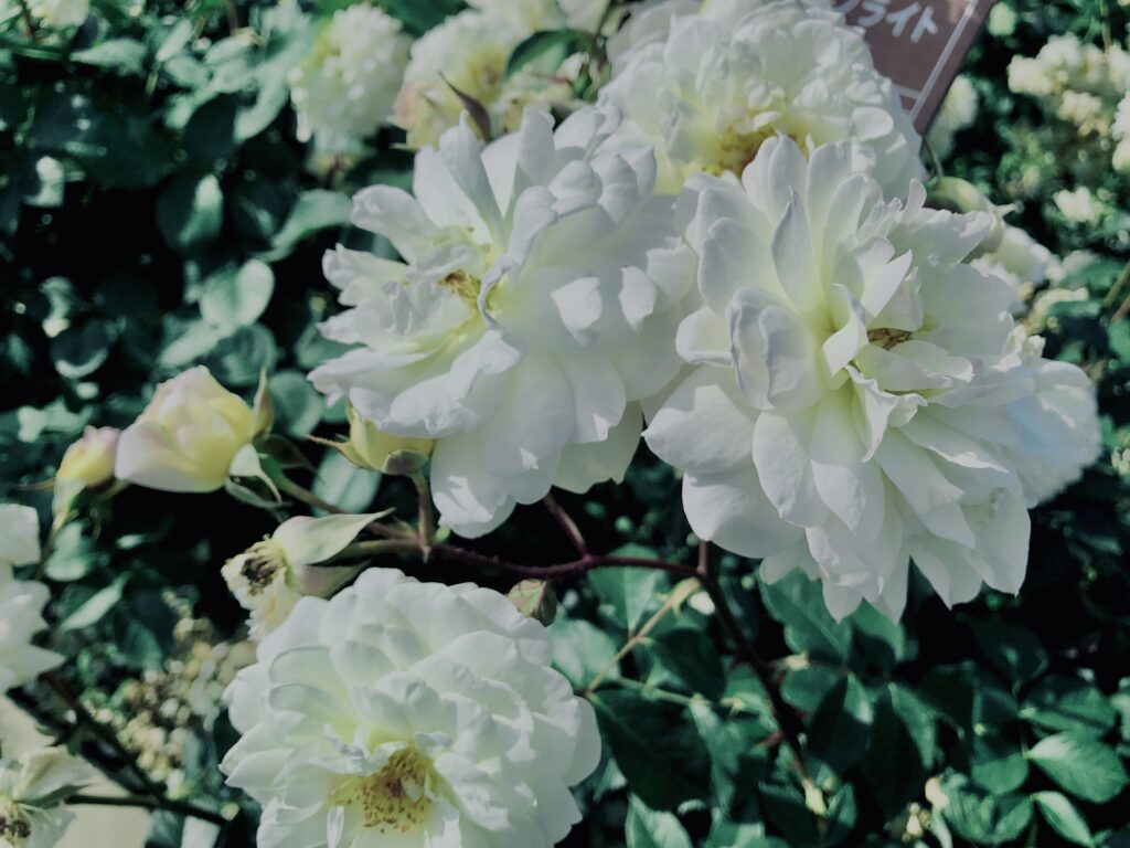 バラ,花,ローズ,ガーデンローズ,植物,庭,ガーデニング,