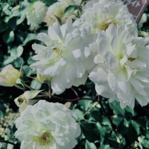 バラ,花,ローズ,ガーデンローズ,植物,庭,ガーデニング,