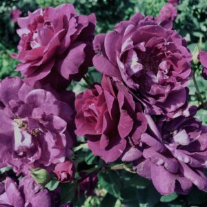 バラ,花,ローズ,ガーデンローズ,植物,庭,ガーデニング,