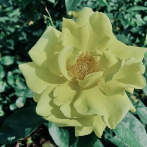 バラ,花,ローズ,ガーデンローズ,植物,庭,ガーデニング,