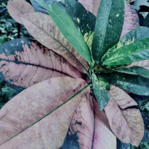 ヘンヨウボク,草,神代,水生植物,植物,自然,公園,深大寺,緑,