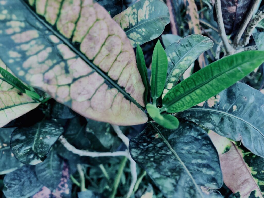 ヘンヨウボク,草,神代,水生植物,植物,自然,公園,深大寺,緑,