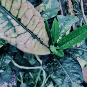 ヘンヨウボク,草,神代,水生植物,植物,自然,公園,深大寺,緑,