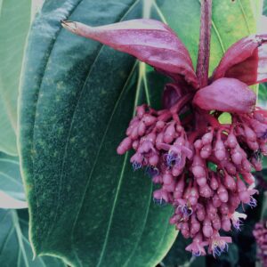 メディニラ・マグニフィカ,草,神代,水生植物,植物,自然,公園,深大寺,緑,