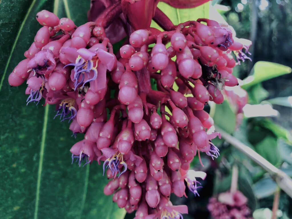 メディニラ・マグニフィカ,草,神代,水生植物,植物,自然,公園,深大寺,緑,
