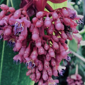 メディニラ・マグニフィカ,草,神代,水生植物,植物,自然,公園,深大寺,緑,