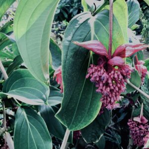 メディニラ・マグニフィカ,草,神代,水生植物,植物,自然,公園,深大寺,緑,